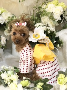 犬の生活様仕入れ品完成画像提供品FB06EC0B-C9BB-42CE-8958-34070CC3EF15